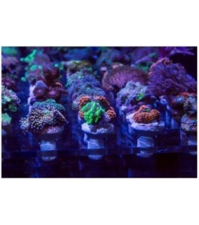 Nano Frag Tank 200